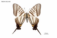 藏品(劍鳳蝶)的圖片